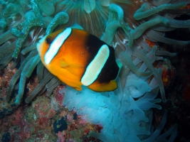 Clownfish