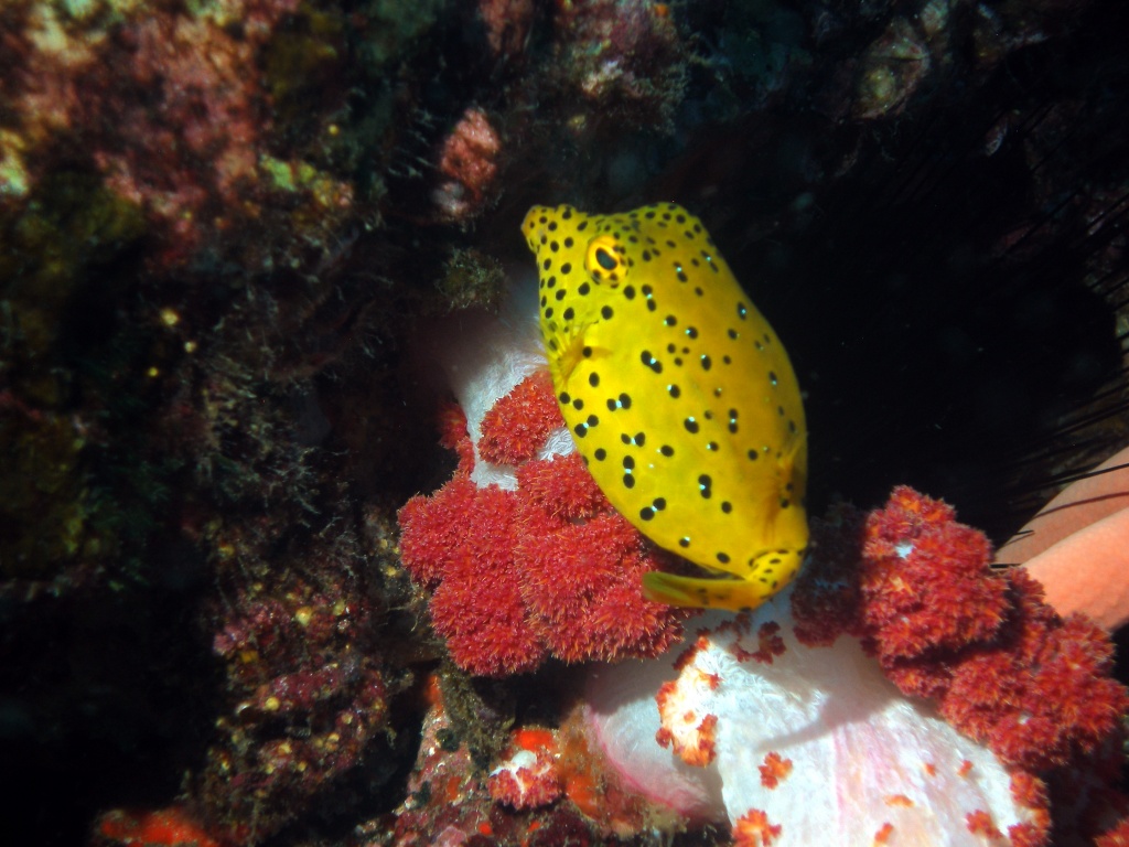 Gelbbrauner Kofferfisch