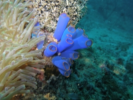 Blaue Seescheide