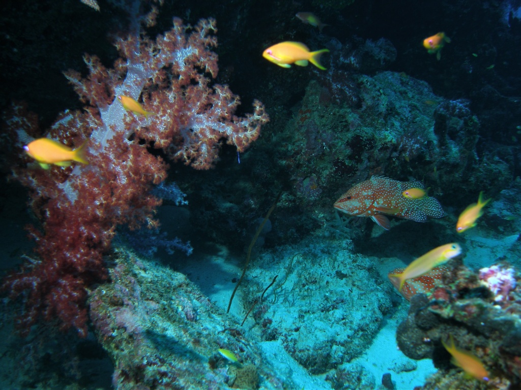 Weichkoralle und Juwelenbarsch