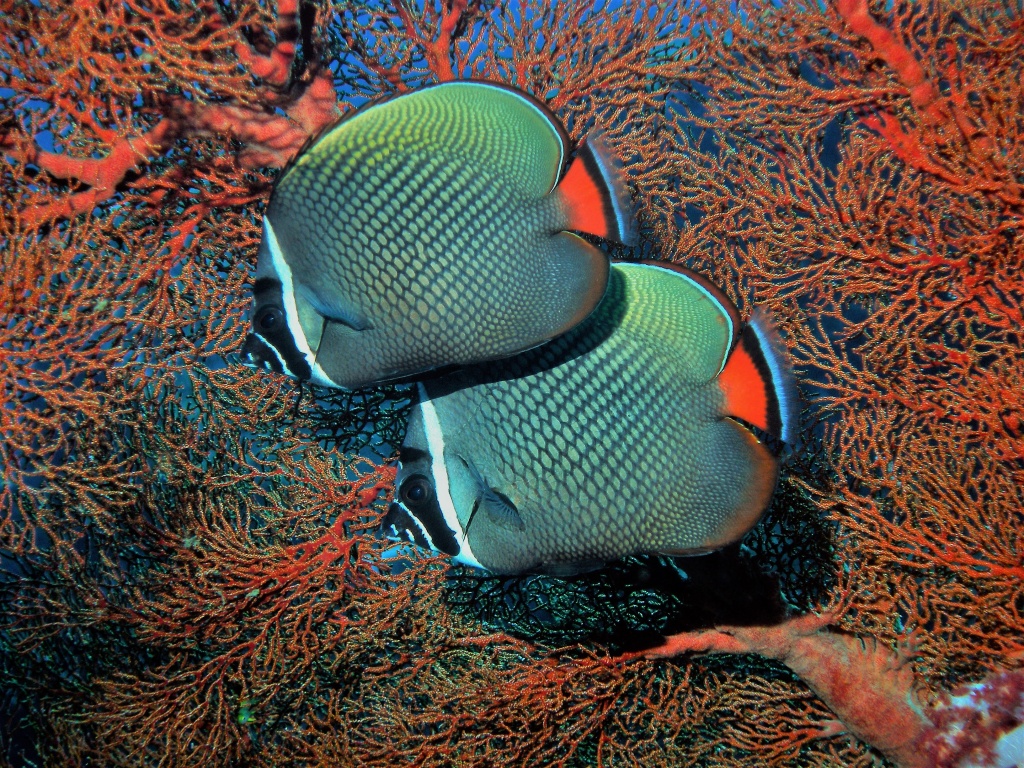 Falterfisch (Chaetoton collare)