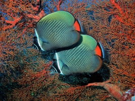Falterfisch (Chaetoton collare)