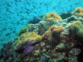 Korallengarten