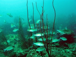 Aquarium