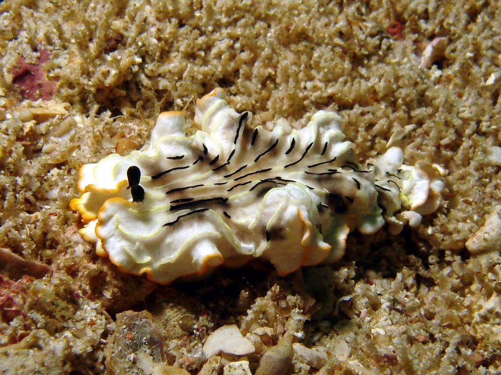 Mantel Furchenschnecke1