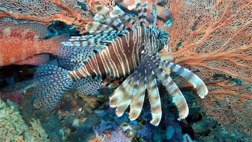 Rotfeuerfisch