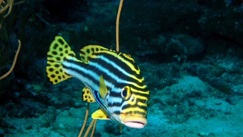 Orientalische Süßlippe