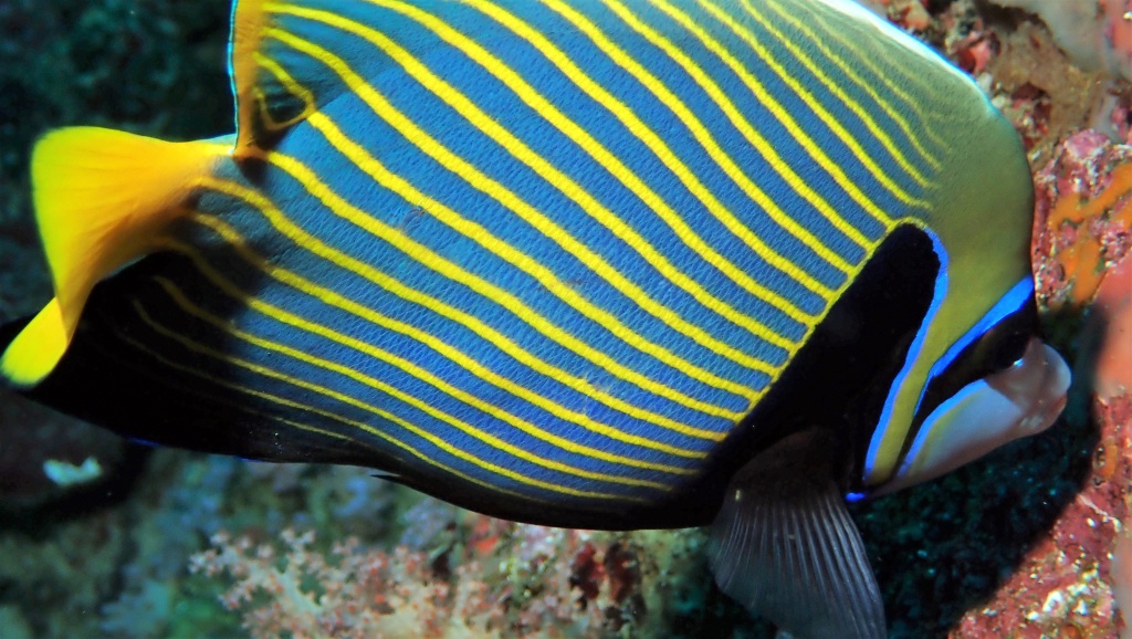 Imperator-Kaiserfisch