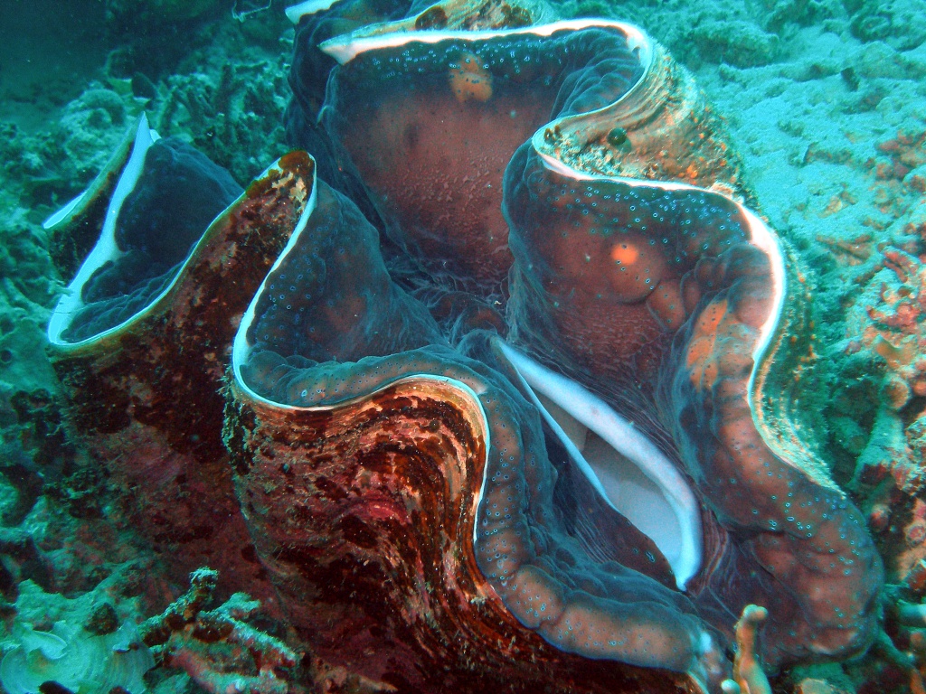 Riesenmuschel-Mördermuschel