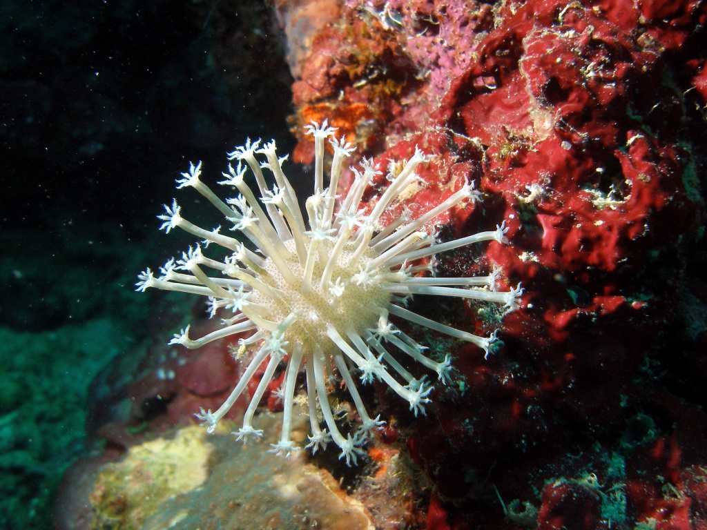 Strauß-Weichkoralle