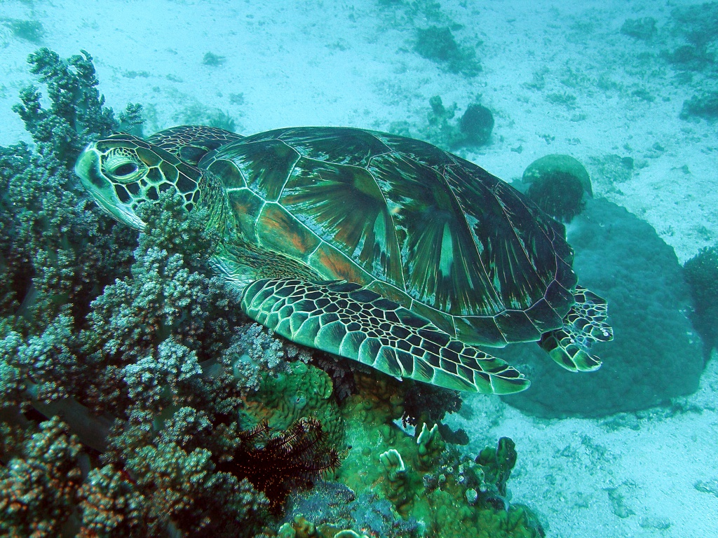 Meeres-Seeschildkröte