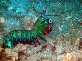 Fangschreckenkrebs