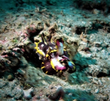 Nacktschnecke